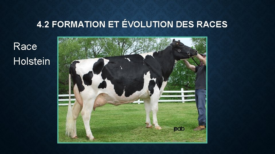 4. 2 FORMATION ET ÉVOLUTION DES RACES Race Holstein 