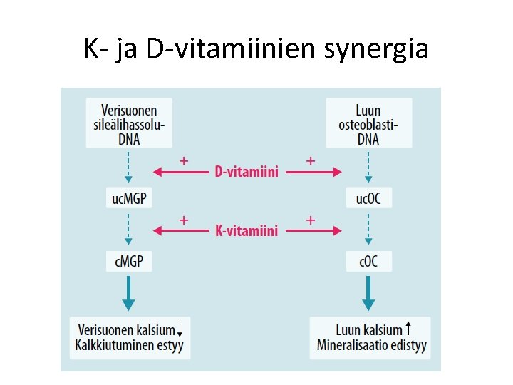 K ja D vitamiinien synergia 
