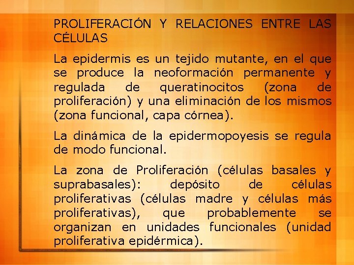 PROLIFERACIÓN Y RELACIONES ENTRE LAS CÉLULAS La epidermis es un tejido mutante, en el