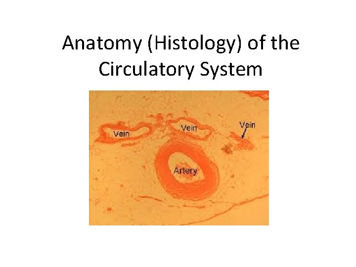 Anatomy (Histology) of the Circulatory System 