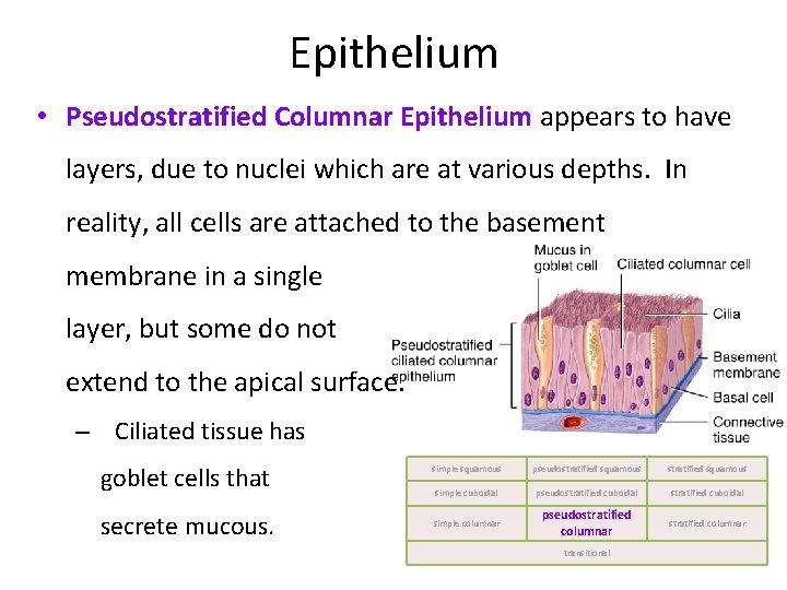 Epithelium • Pseudostratified Columnar Epithelium appears to have layers, due to nuclei which are