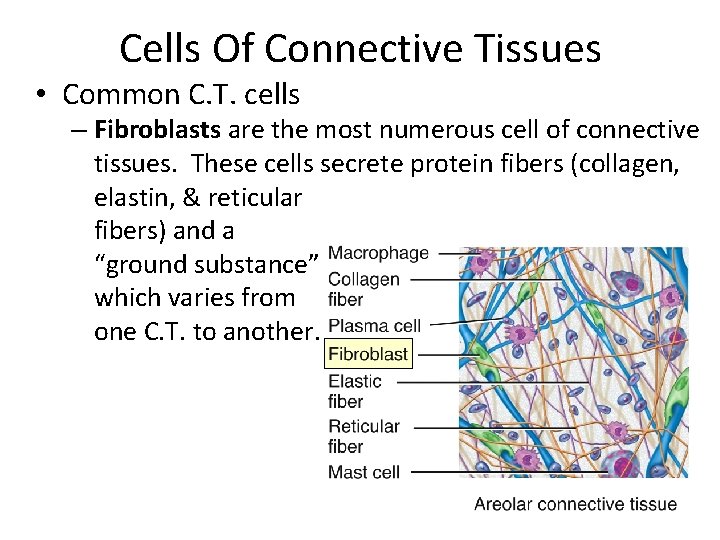 Cells Of Connective Tissues • Common C. T. cells – Fibroblasts are the most