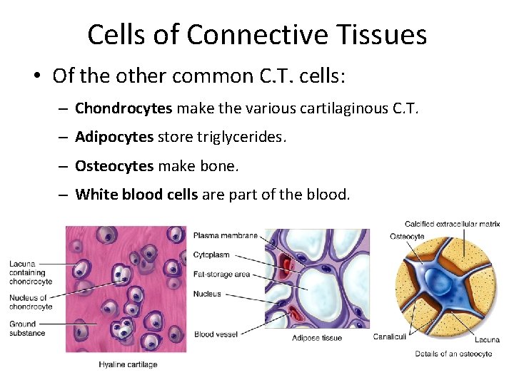 Cells of Connective Tissues • Of the other common C. T. cells: – Chondrocytes