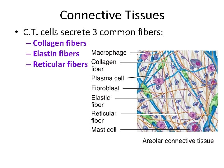 Connective Tissues • C. T. cells secrete 3 common fibers: – Collagen fibers –