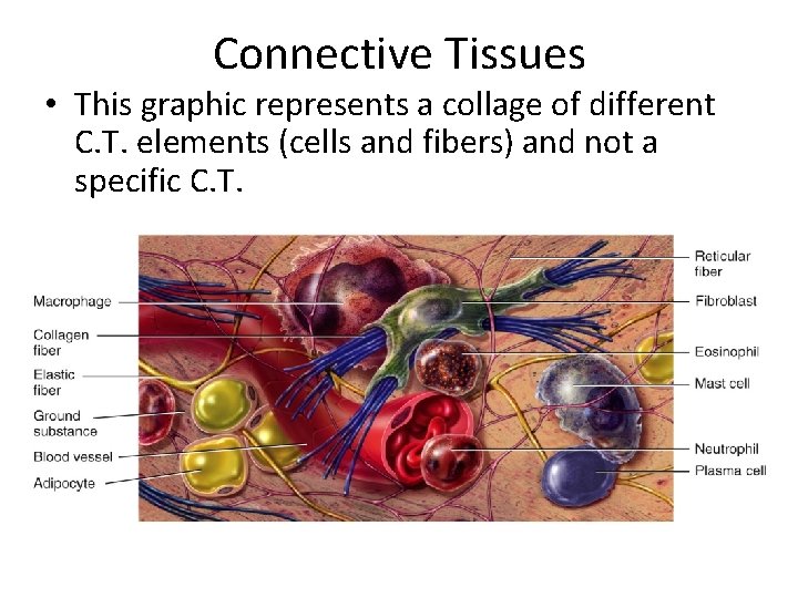 Connective Tissues • This graphic represents a collage of different C. T. elements (cells