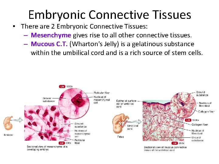 Embryonic Connective Tissues • There are 2 Embryonic Connective Tissues: – Mesenchyme gives rise