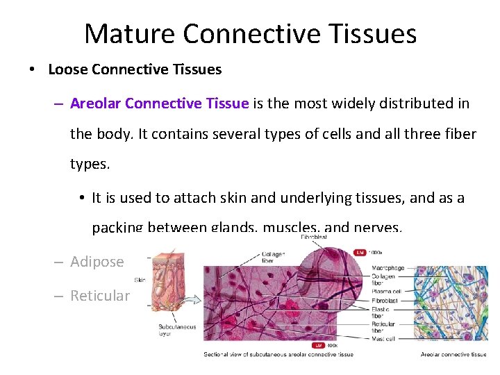 Mature Connective Tissues • Loose Connective Tissues – Areolar Connective Tissue is the most