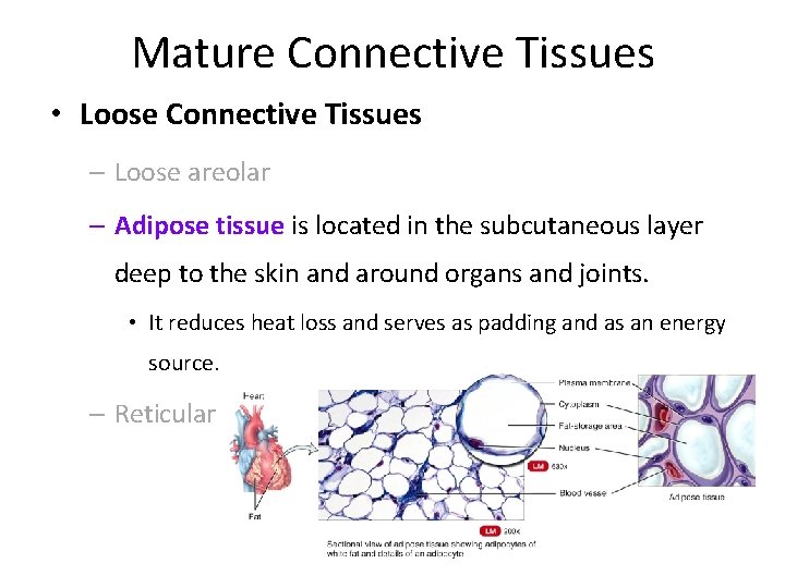Mature Connective Tissues • Loose Connective Tissues – Loose areolar – Adipose tissue is