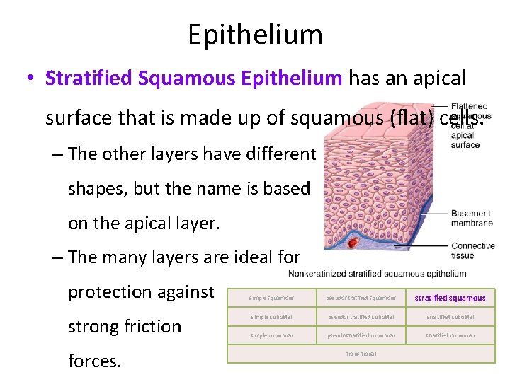 Epithelium • Stratified Squamous Epithelium has an apical surface that is made up of