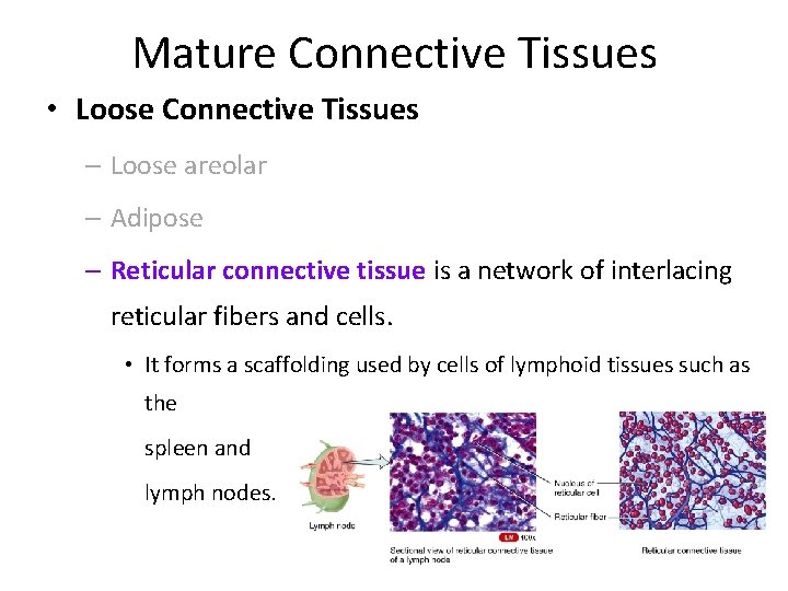 Mature Connective Tissues • Loose Connective Tissues – Loose areolar – Adipose – Reticular