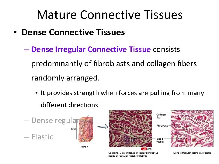 Mature Connective Tissues • Dense Connective Tissues – Dense Irregular Connective Tissue consists predominantly