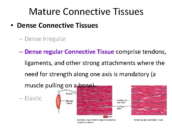 Mature Connective Tissues • Dense Connective Tissues – Dense Irregular – Dense regular Connective