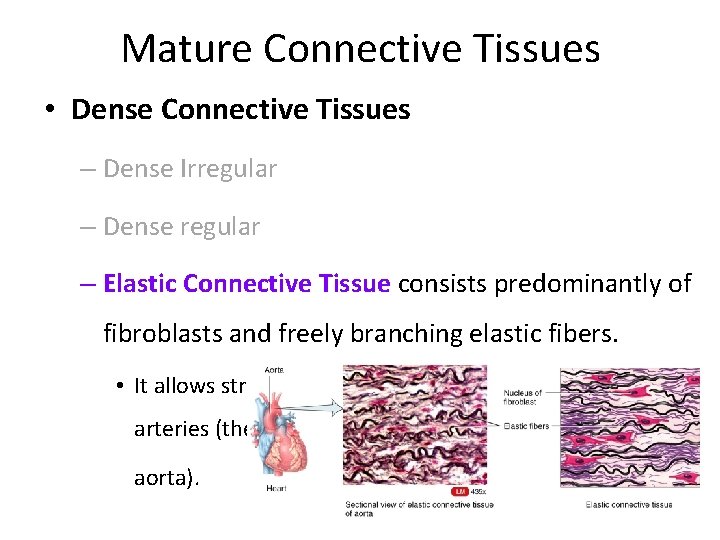 Mature Connective Tissues • Dense Connective Tissues – Dense Irregular – Dense regular –