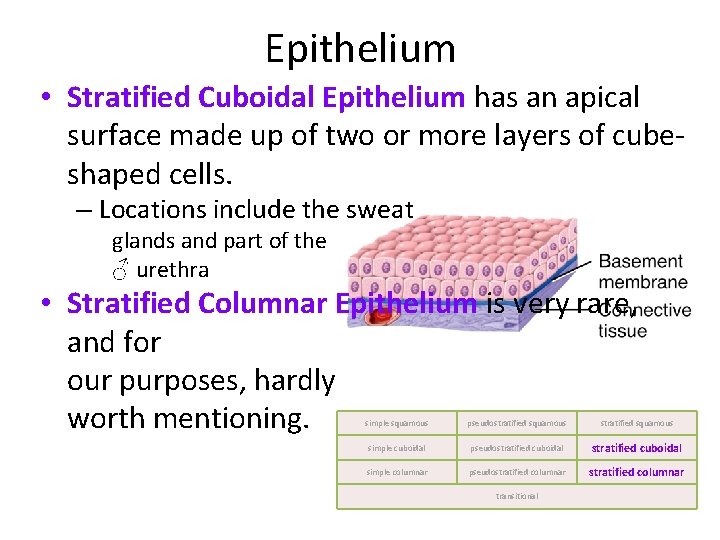 Epithelium • Stratified Cuboidal Epithelium has an apical surface made up of two or