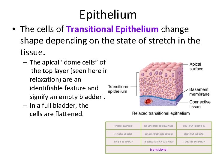 Epithelium • The cells of Transitional Epithelium change shape depending on the state of