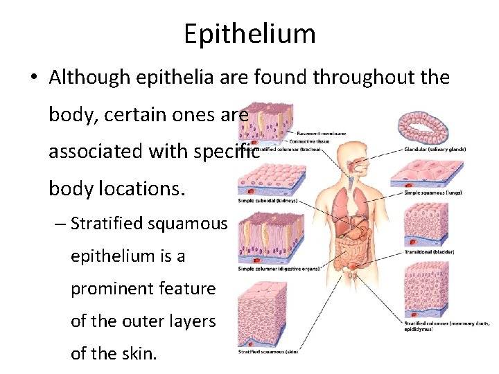 Epithelium • Although epithelia are found throughout the body, certain ones are associated with