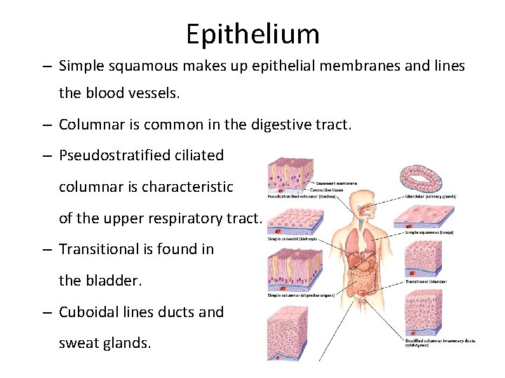 Epithelium – Simple squamous makes up epithelial membranes and lines the blood vessels. –