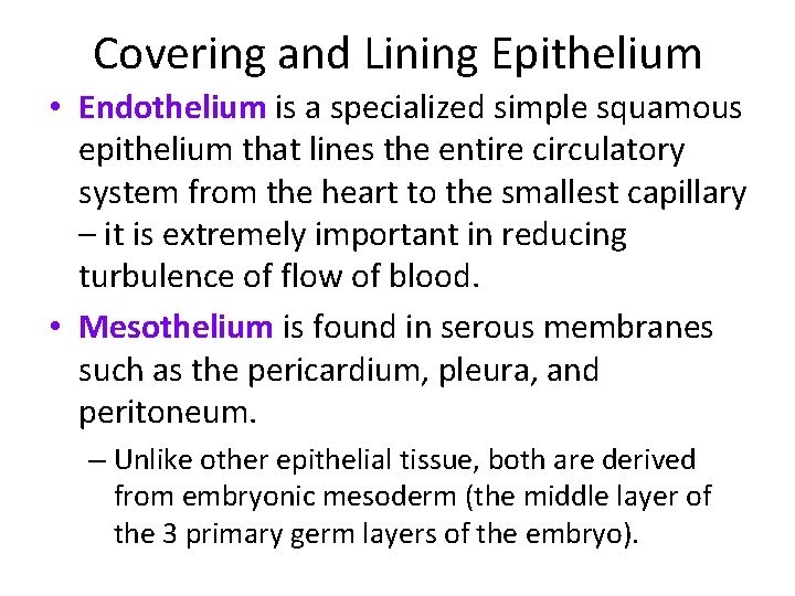 Covering and Lining Epithelium • Endothelium is a specialized simple squamous epithelium that lines