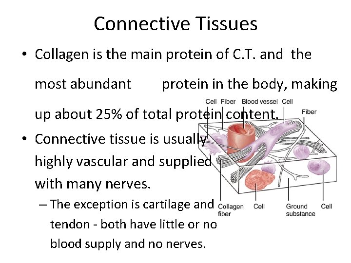 Connective Tissues • Collagen is the main protein of C. T. and the most