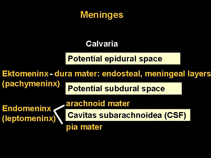 Meninges Calvaria Potential epidural space Ektomeninx - dura mater: endosteal, meningeal layers (pachymeninx) Potential