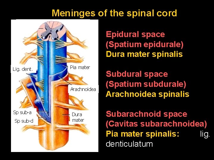 Meninges of the spinal cord Epidural space (Spatium epidurale) Dura mater spinalis Lig. dent.