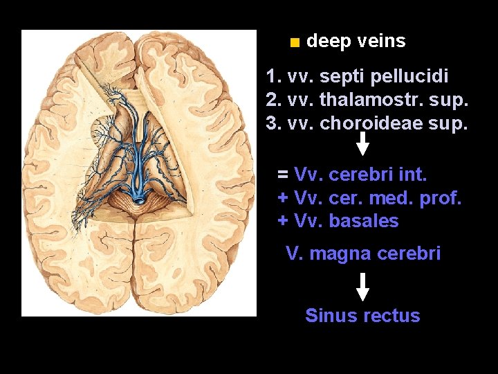 ■ deep veins 1. vv. septi pellucidi 2. vv. thalamostr. sup. 3. vv. choroideae