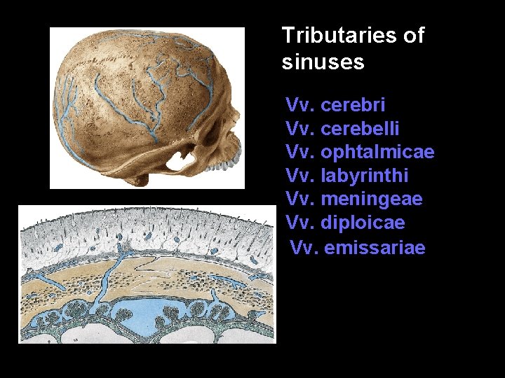 Tributaries of sinuses Vv. cerebri Vv. cerebelli Vv. ophtalmicae Vv. labyrinthi Vv. meningeae Vv.