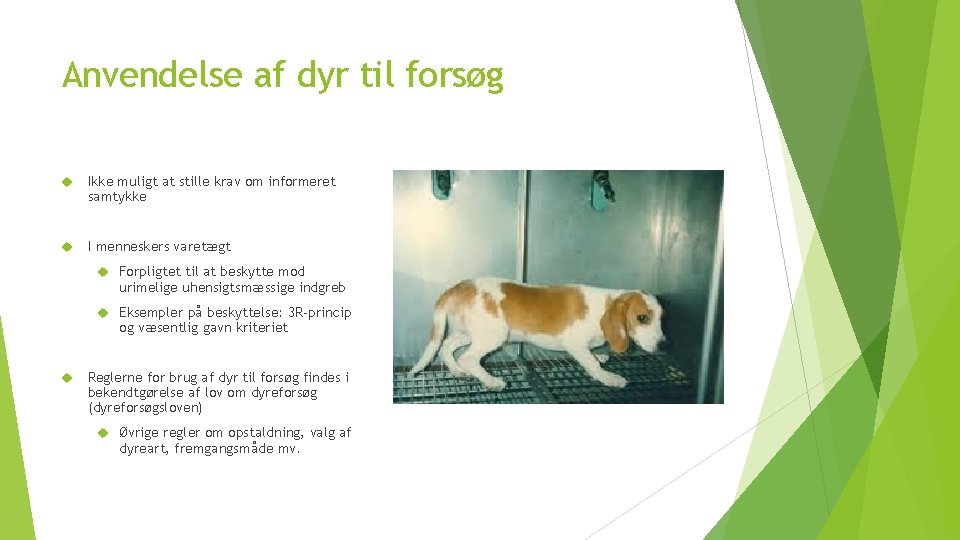 Anvendelse af dyr til forsøg Ikke muligt at stille krav om informeret samtykke I