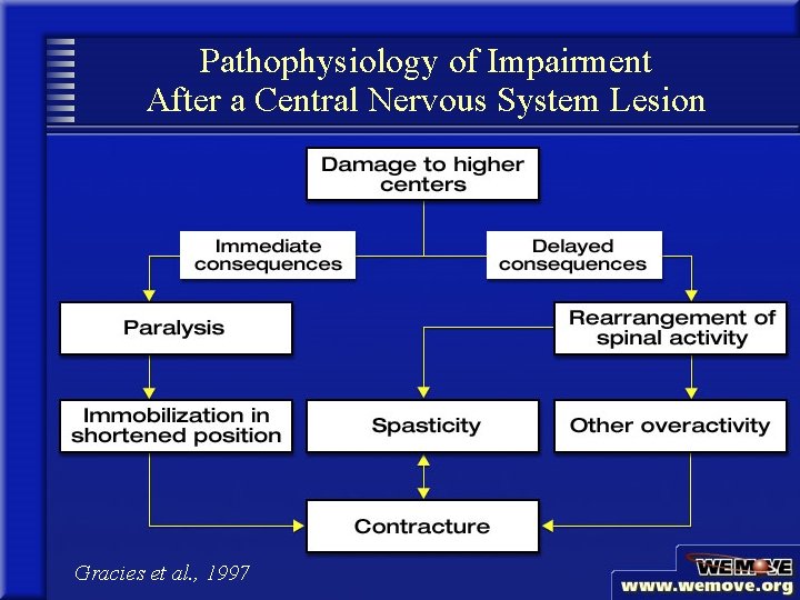 Pathophysiology of Impairment After a Central Nervous System Lesion Gracies et al. , 1997