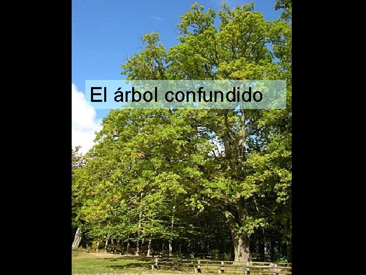 El árbol confundido 