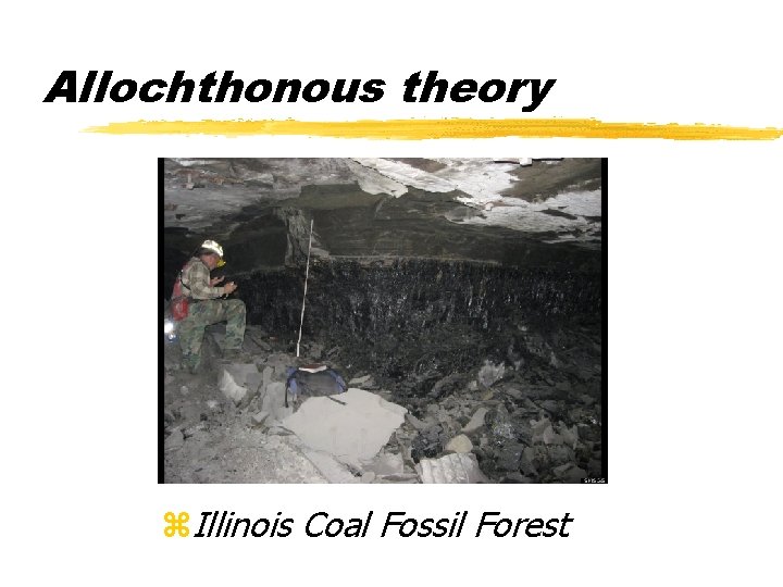 Allochthonous theory z. Illinois Coal Fossil Forest 