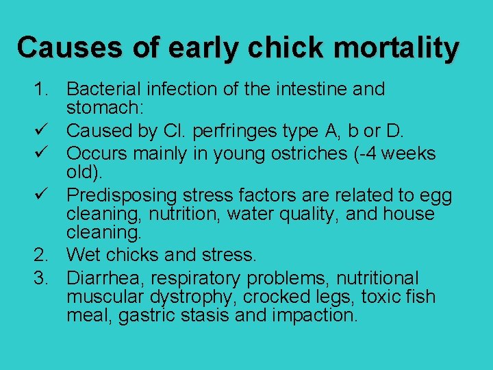 Causes of early chick mortality 1. Bacterial infection of the intestine and stomach: ü