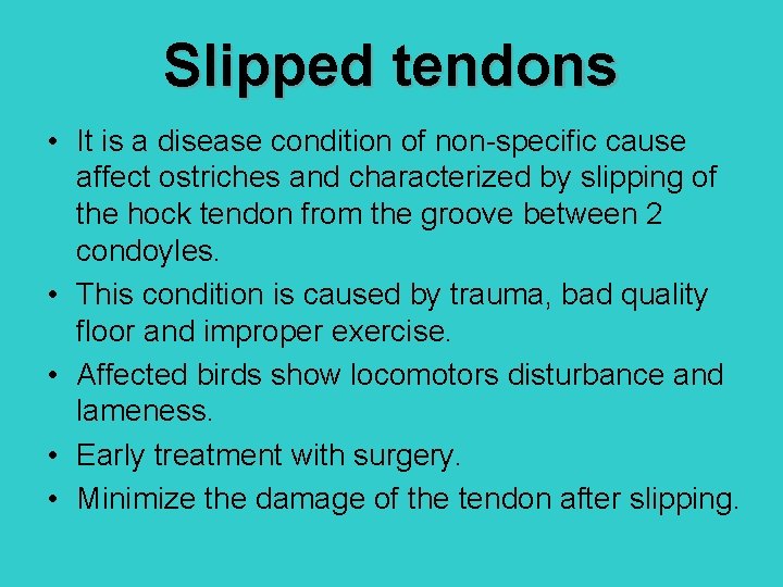 Slipped tendons • It is a disease condition of non-specific cause affect ostriches and