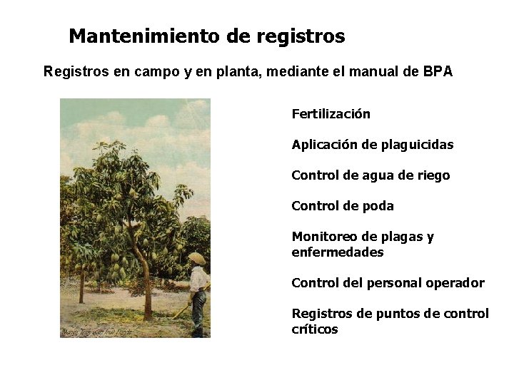 Mantenimiento de registros Registros en campo y en planta, mediante el manual de BPA