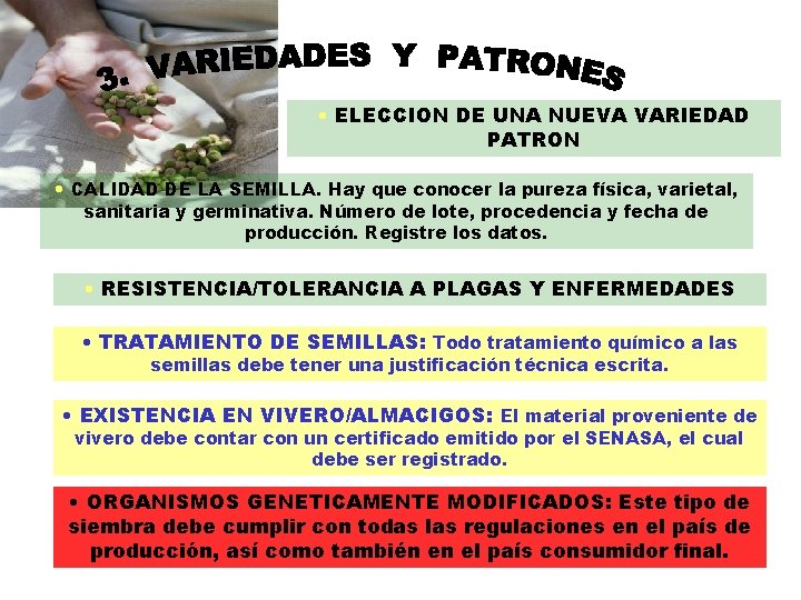  • ELECCION DE UNA NUEVA VARIEDAD PATRON • CALIDAD DE LA SEMILLA. Hay