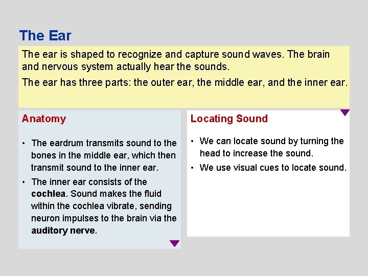 The Ear The ear is shaped to recognize and capture sound waves. The brain