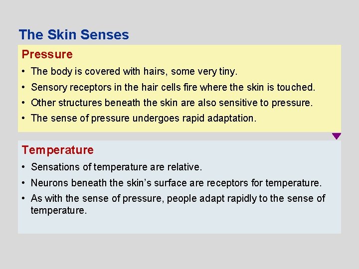 The Skin Senses Pressure • The body is covered with hairs, some very tiny.