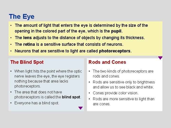 The Eye • The amount of light that enters the eye is determined by