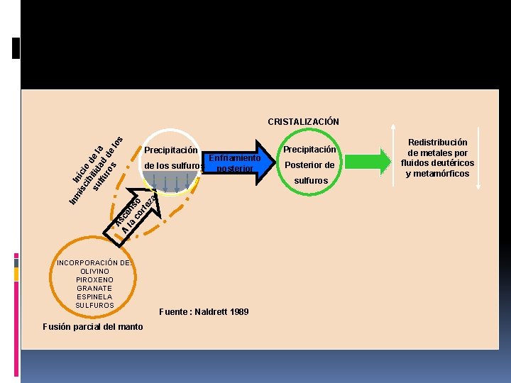 Precipitación de los sulfuros Enfriamiento posterior INCORPORACIÓN DE: OLIVINO PIROXENO GRANATE ESPINELA SULFUROS Fusión