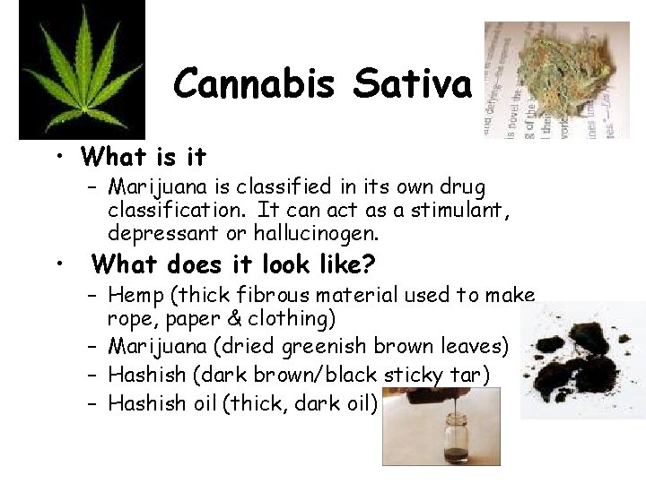 Cannabis Sativa • What is it – Marijuana is classified in its own drug