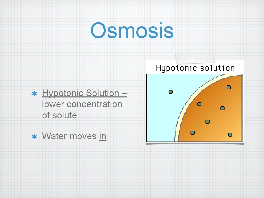 Osmosis Hypotonic Solution – lower concentration of solute Water moves in 