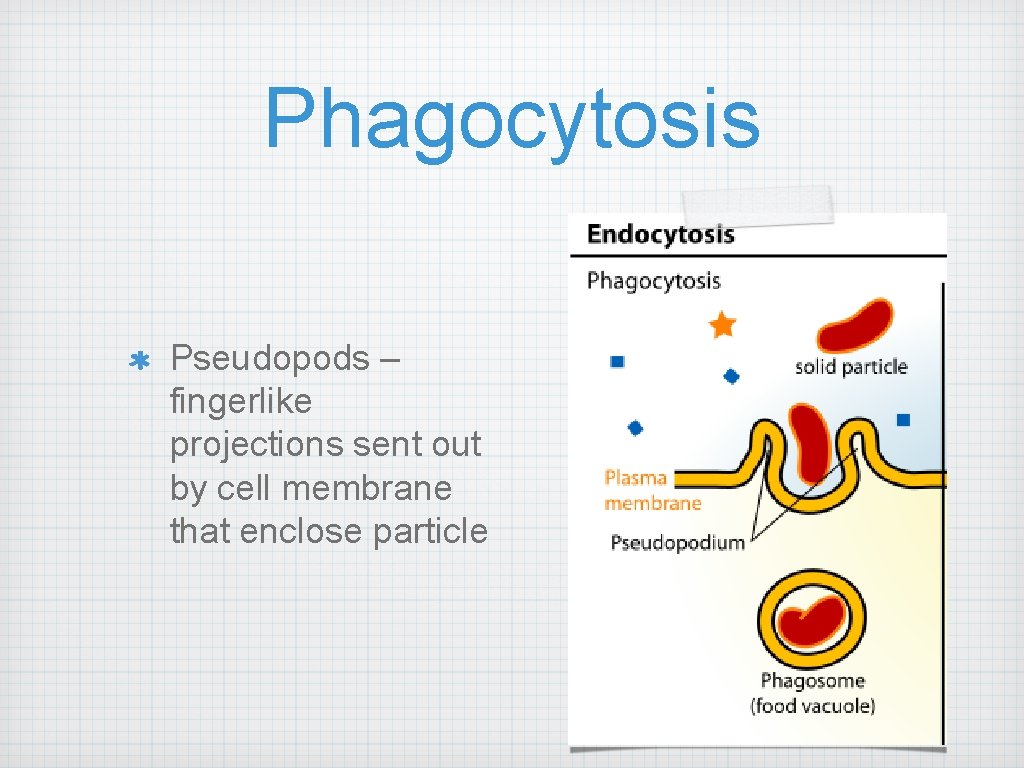 Phagocytosis Pseudopods – fingerlike projections sent out by cell membrane that enclose particle 