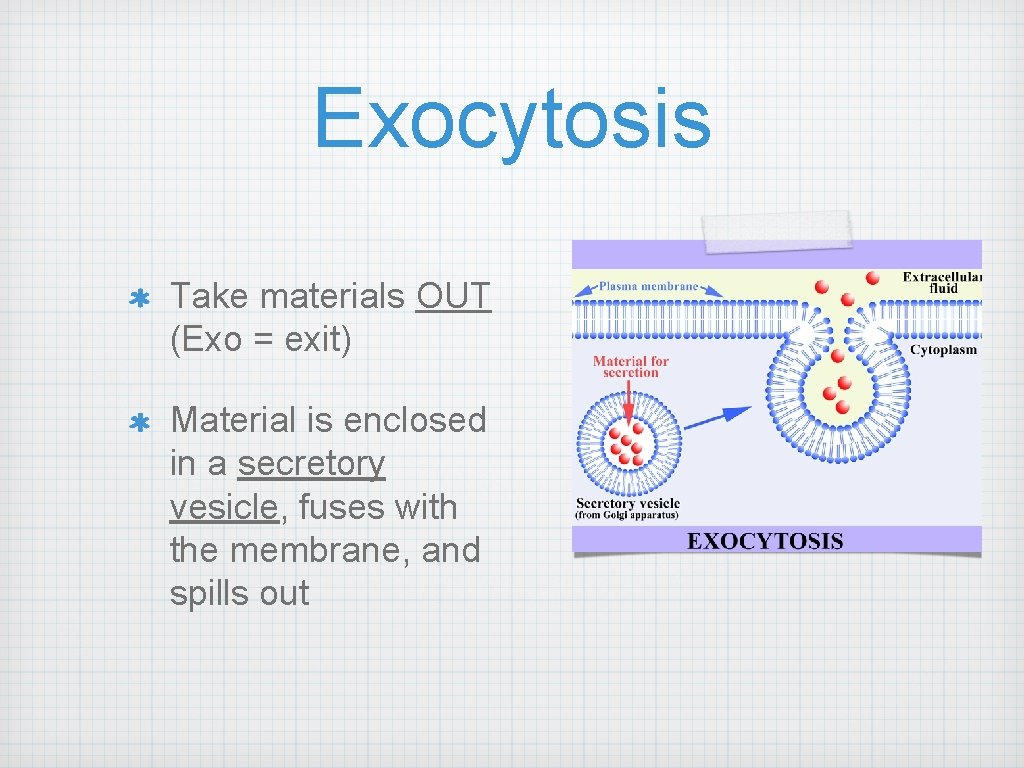 Exocytosis Take materials OUT (Exo = exit) Material is enclosed in a secretory vesicle,