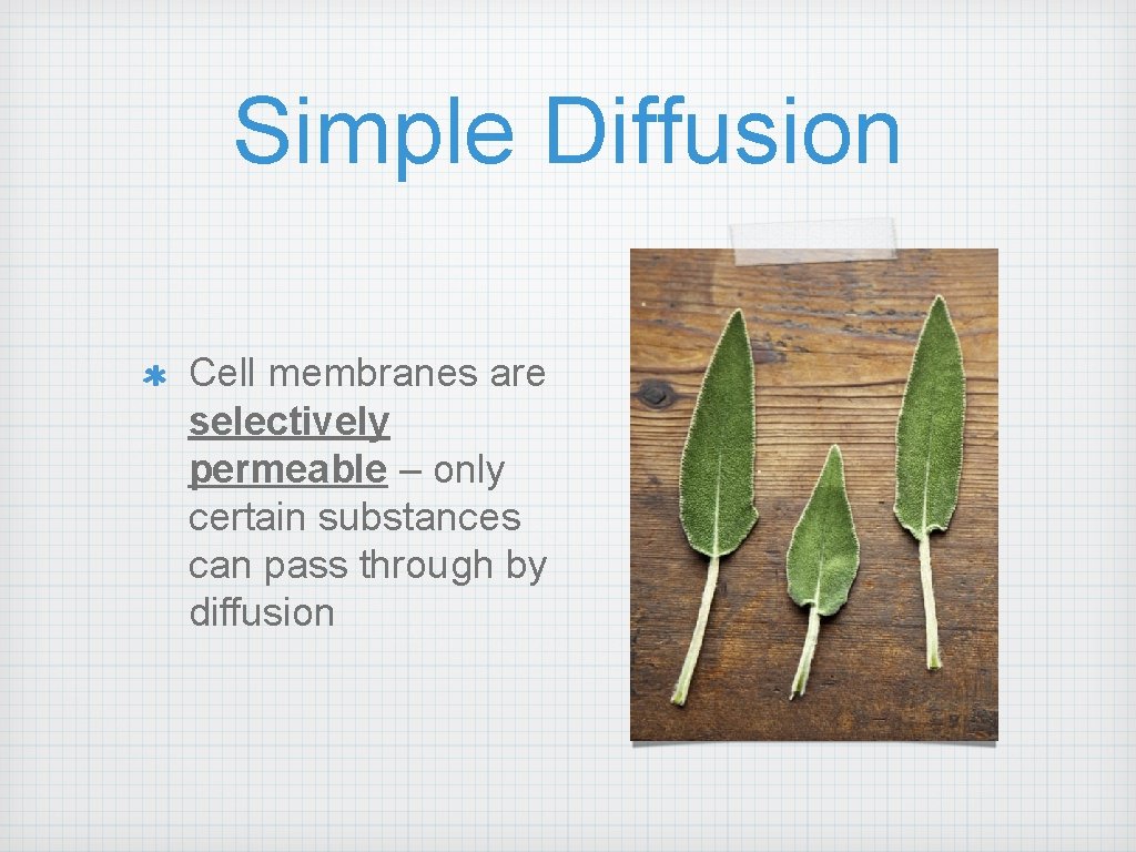 Simple Diffusion Cell membranes are selectively permeable – only certain substances can pass through