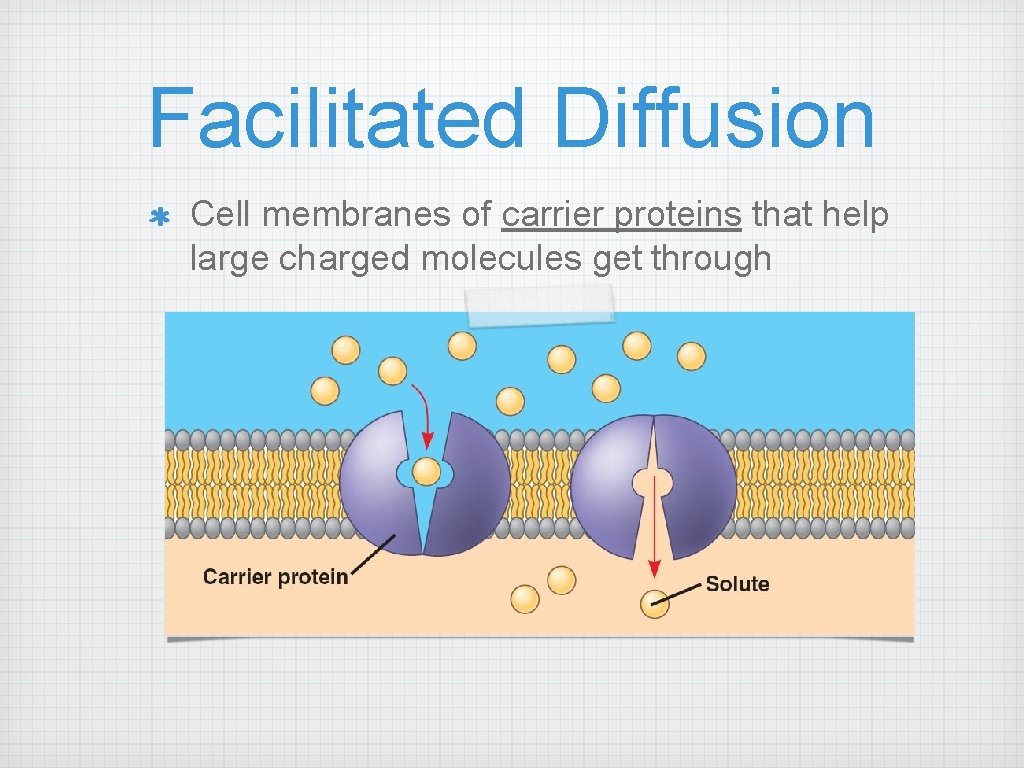 Facilitated Diffusion Cell membranes of carrier proteins that help large charged molecules get through