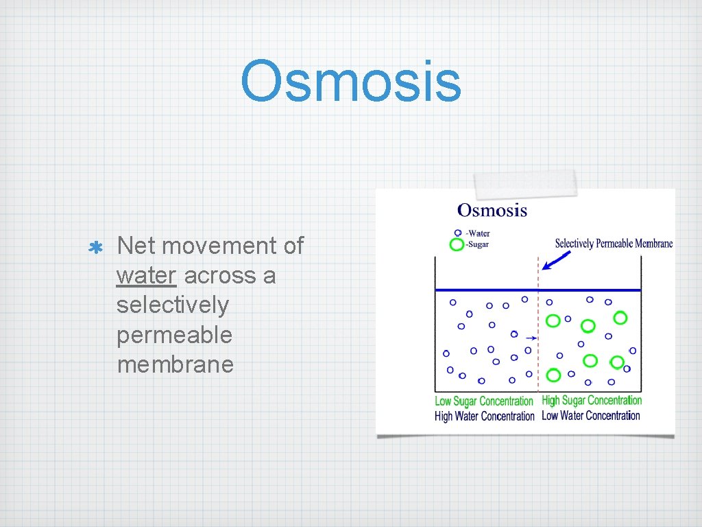 Osmosis Net movement of water across a selectively permeable membrane 