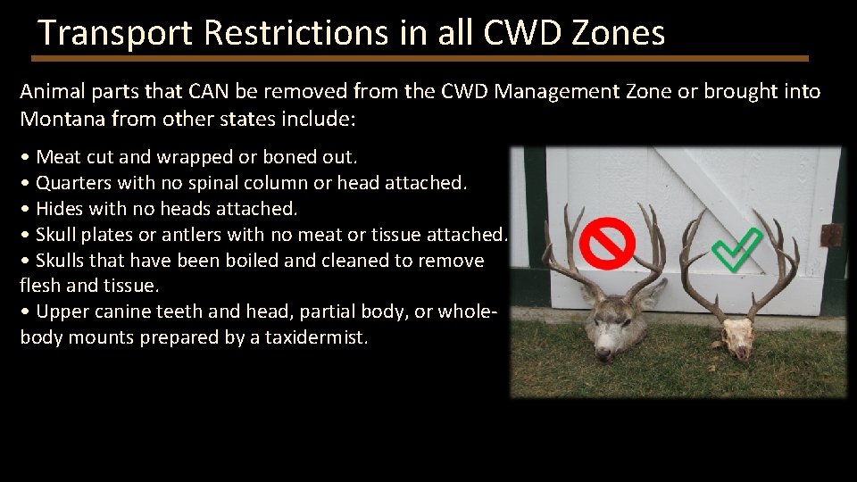 Transport Restrictions in all CWD Zones Animal parts that CAN be removed from the