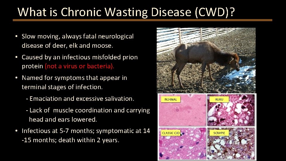 What is Chronic Wasting Disease (CWD)? • Slow moving, always fatal neurological disease of