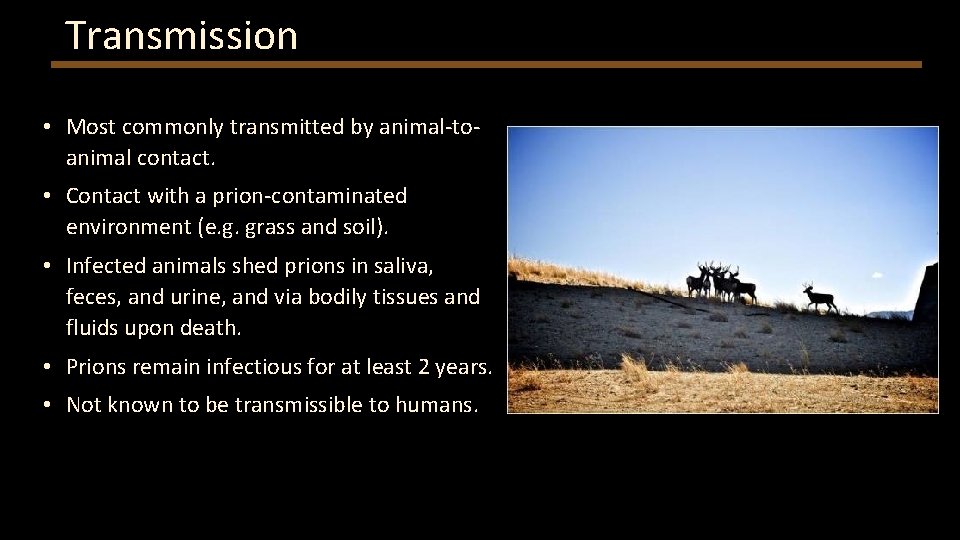 Transmission • Most commonly transmitted by animal-toanimal contact. • Contact with a prion-contaminated environment