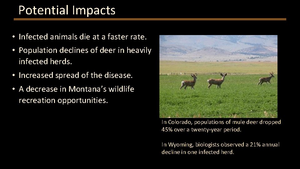 Potential Impacts • Infected animals die at a faster rate. • Population declines of